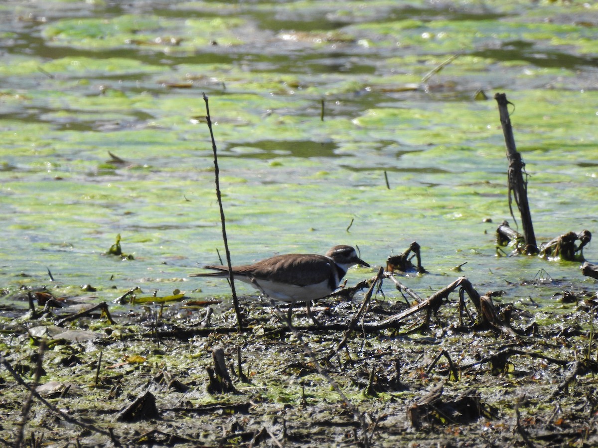 Killdeer - Bruce Hill