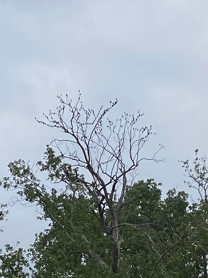 Cedar Waxwing - ML617925942