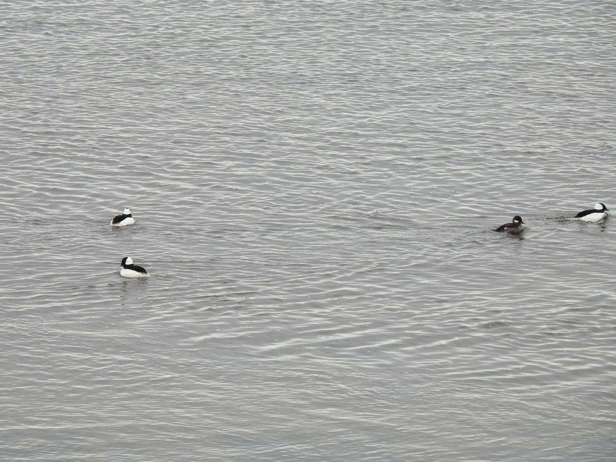 Bufflehead - Manon Côté