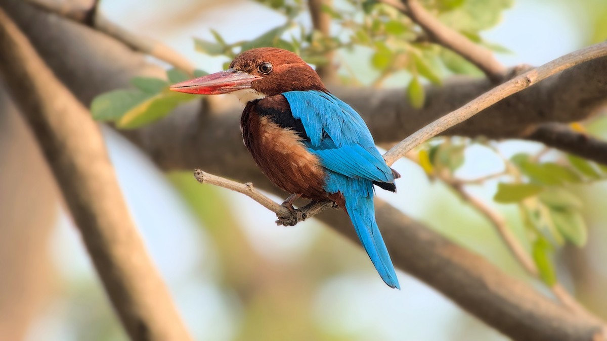 White-throated Kingfisher - ML617926014