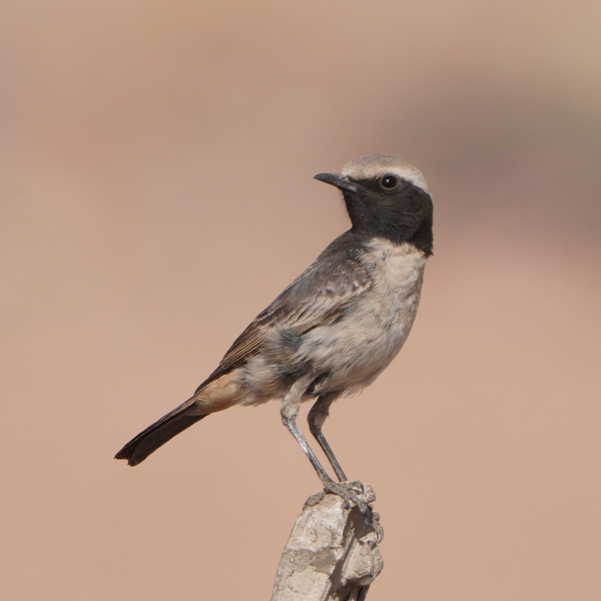 Red-rumped Wheatear - Jörg Albert