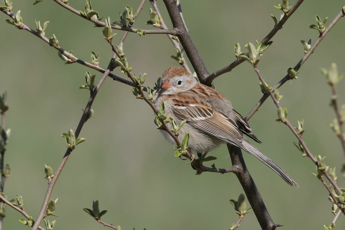 Field Sparrow - ML617926030