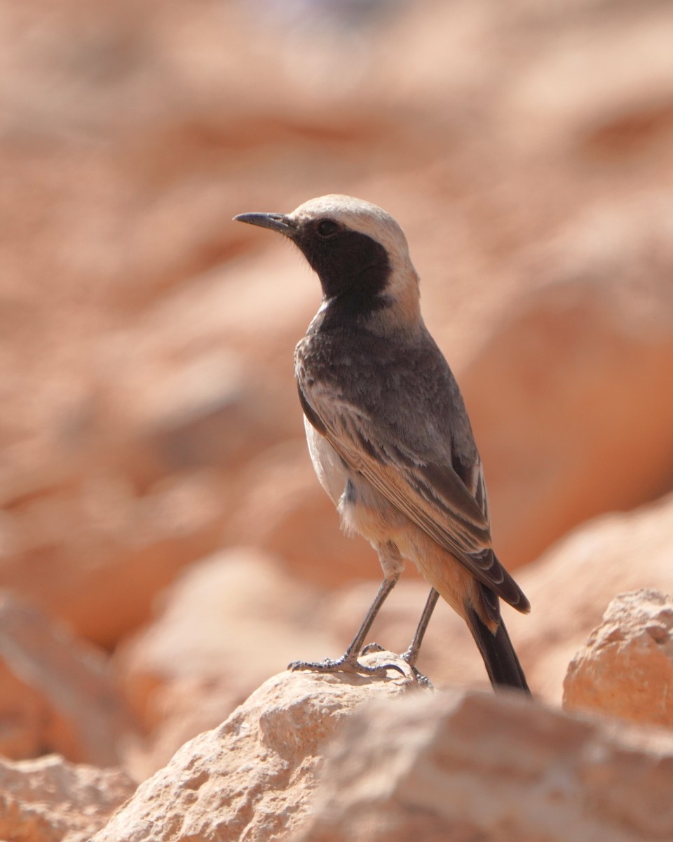 Red-rumped Wheatear - Jörg Albert