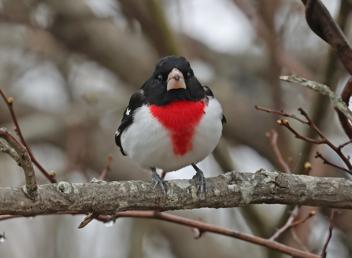 Rose-breasted Grosbeak - ML617926038