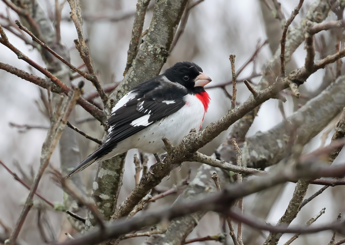 Rose-breasted Grosbeak - ML617926044