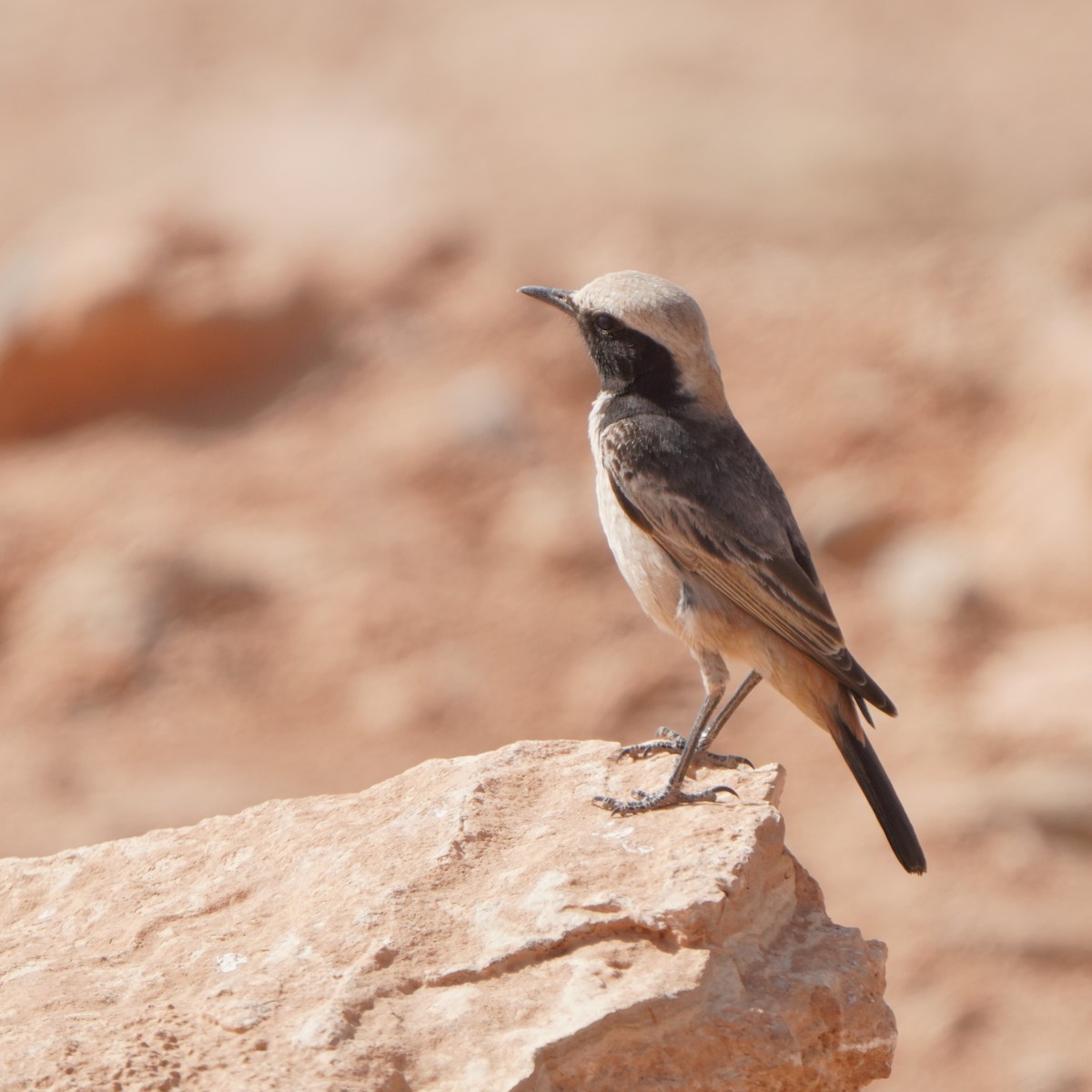 Red-rumped Wheatear - Jörg Albert