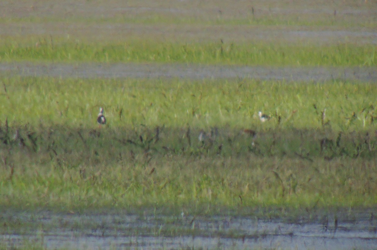 Black-winged Stilt - Zbigniew Kajzer