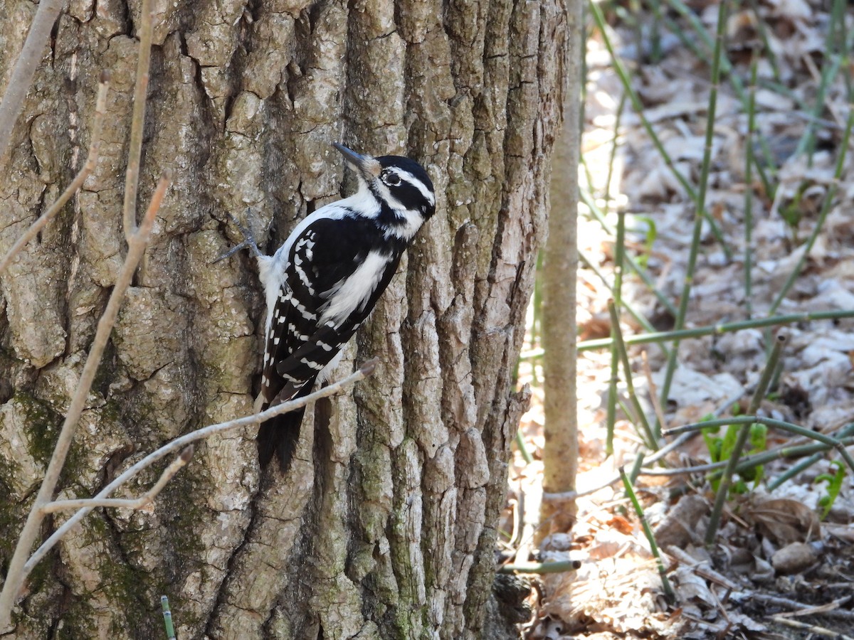 Hairy Woodpecker - ML617926112