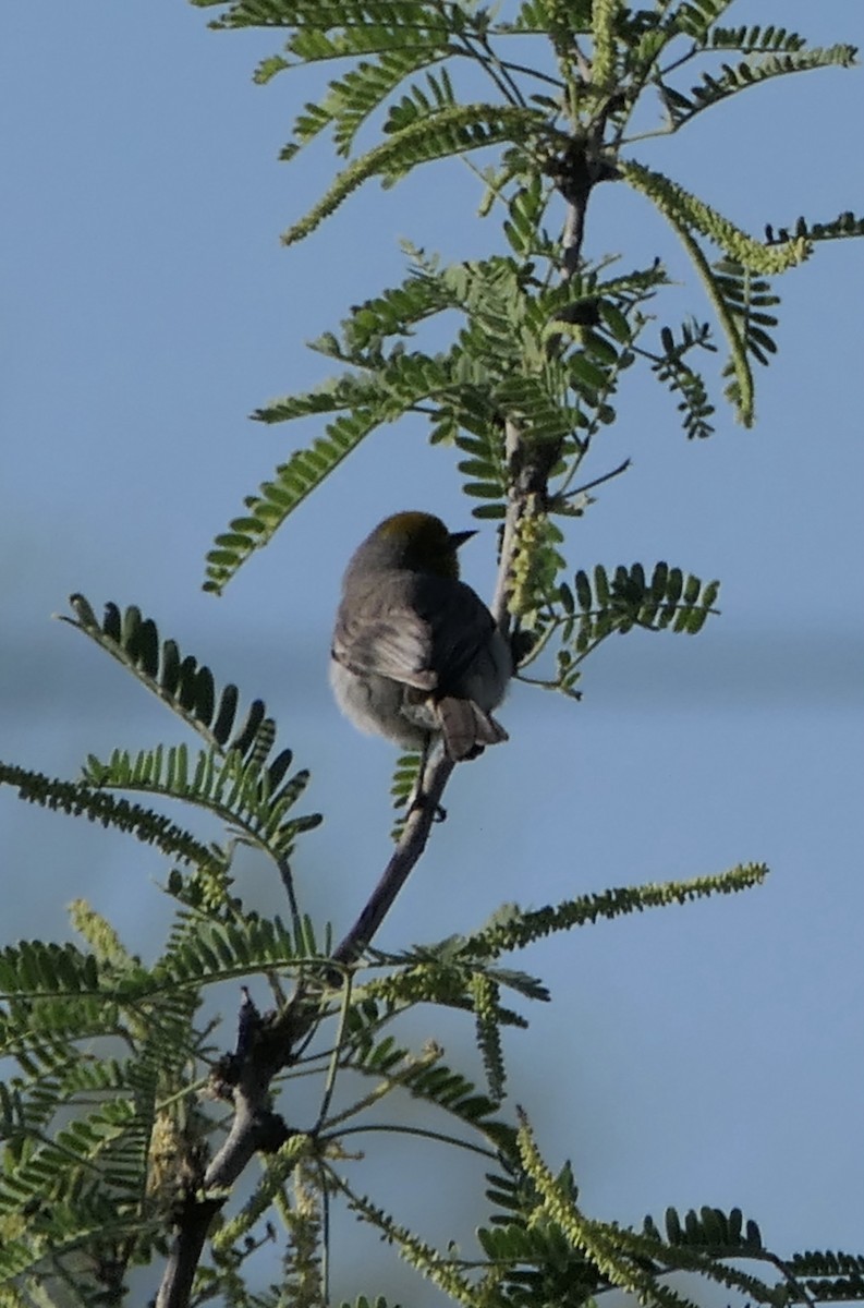 Verdin - Nancy Houlihan