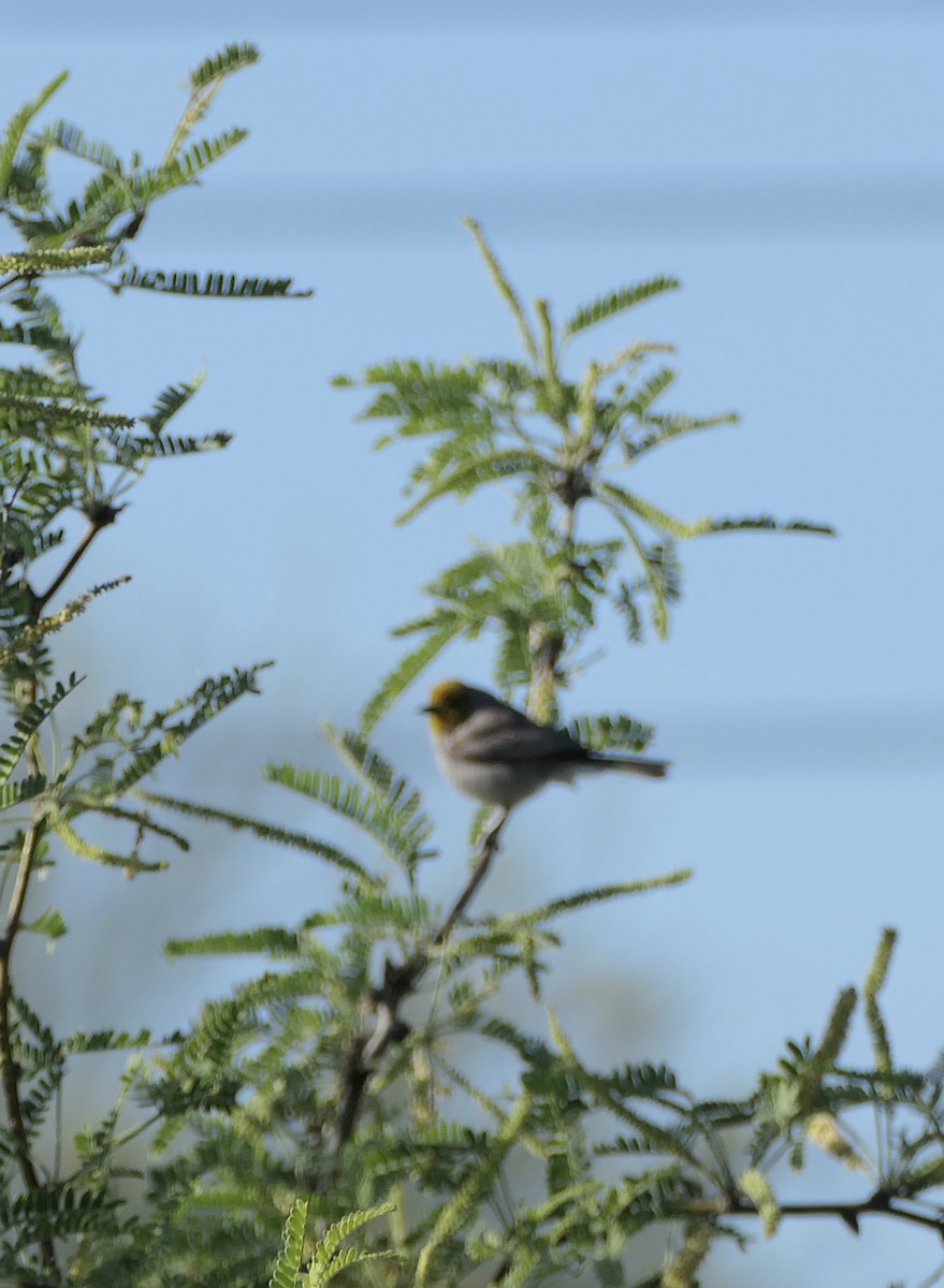 Verdin - Nancy Houlihan