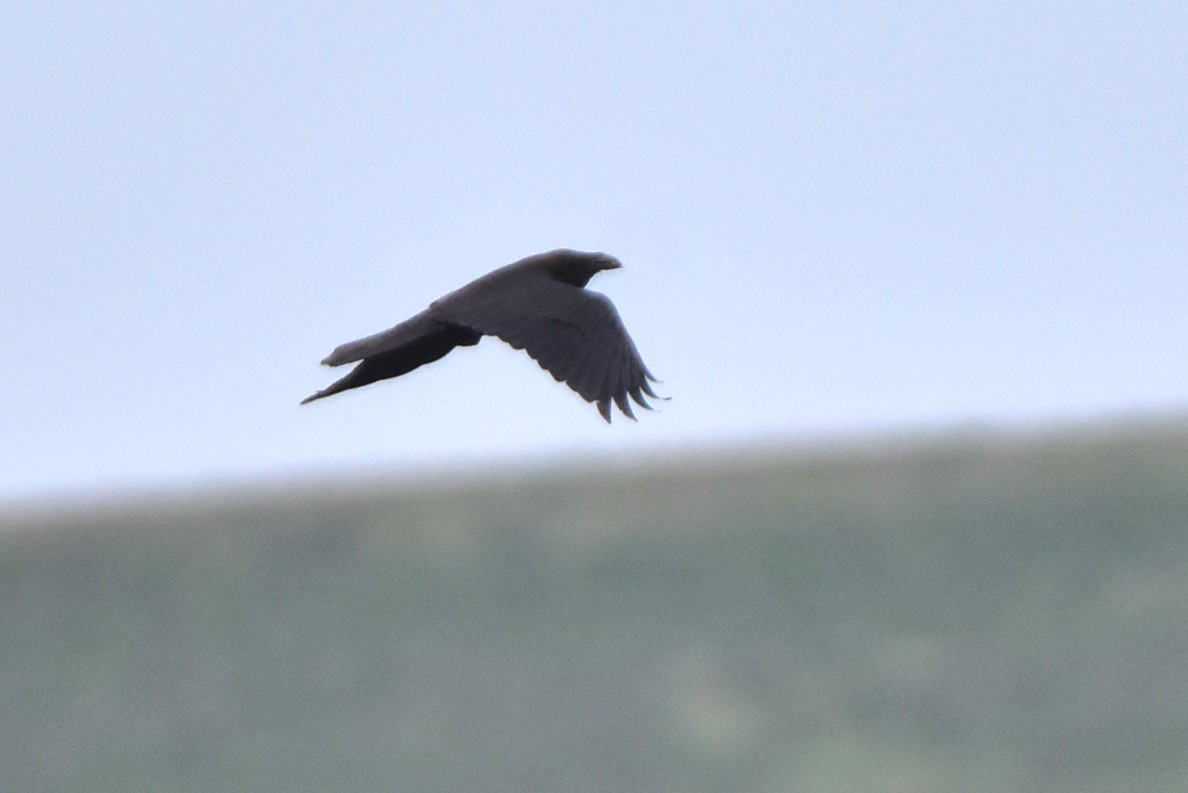 Brown-necked Raven - Kudaibergen Amirekul