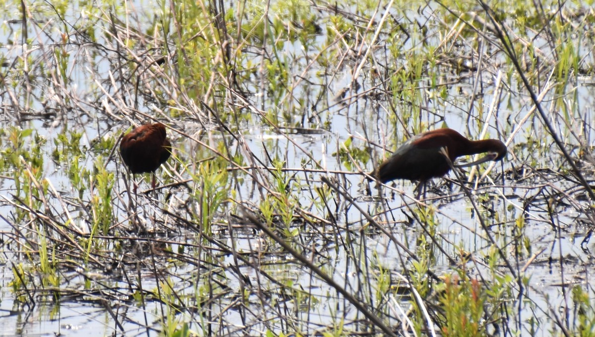 White-faced Ibis - ML617926406