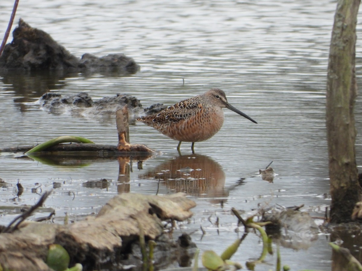 Long-billed Dowitcher - ML617926413