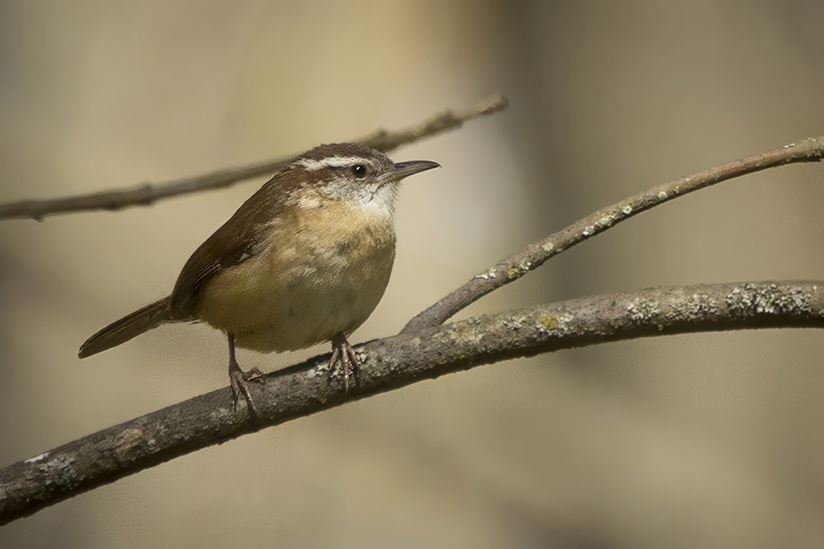 Carolina Wren - ML617926416