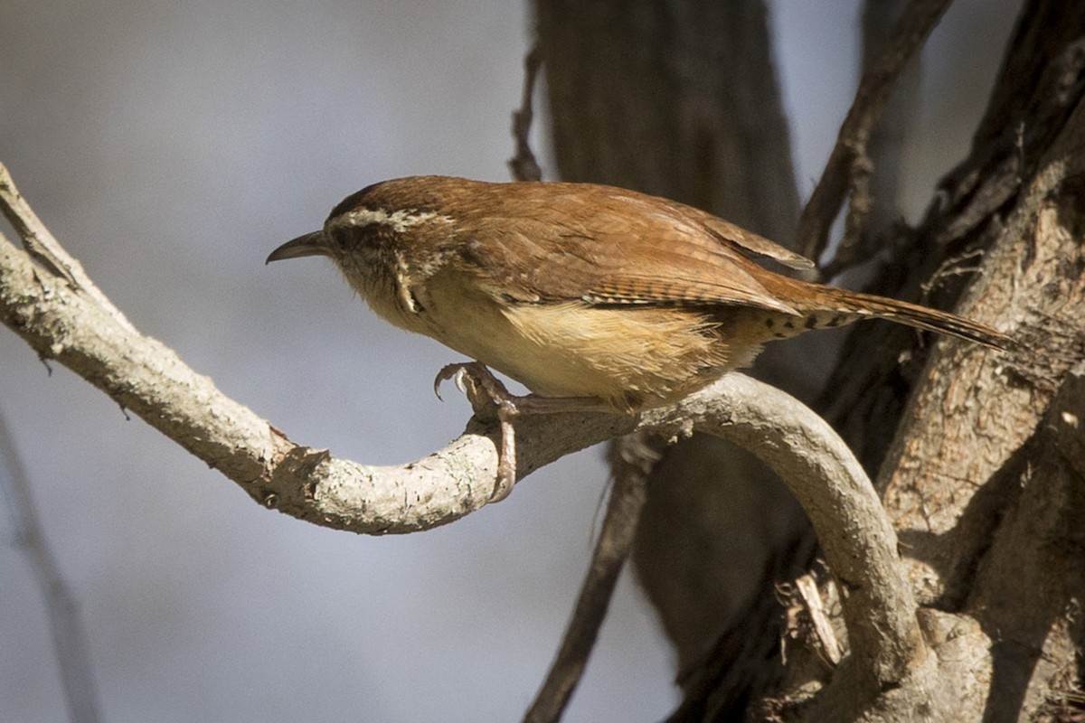 Carolina Wren - ML617926419