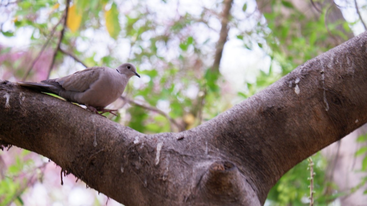 Eurasian Collared-Dove - Kartikeya Gupta