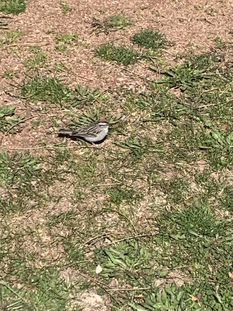 Chipping Sparrow - ML617926460