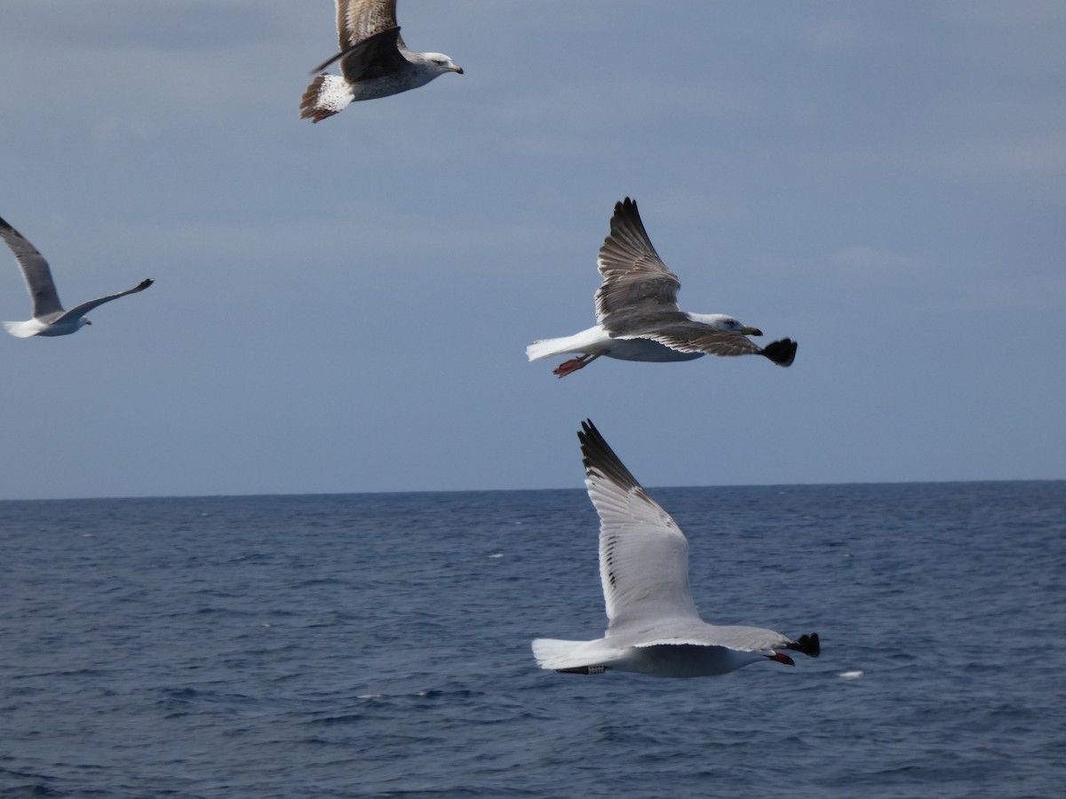 Lesser Black-backed Gull - ML617926482