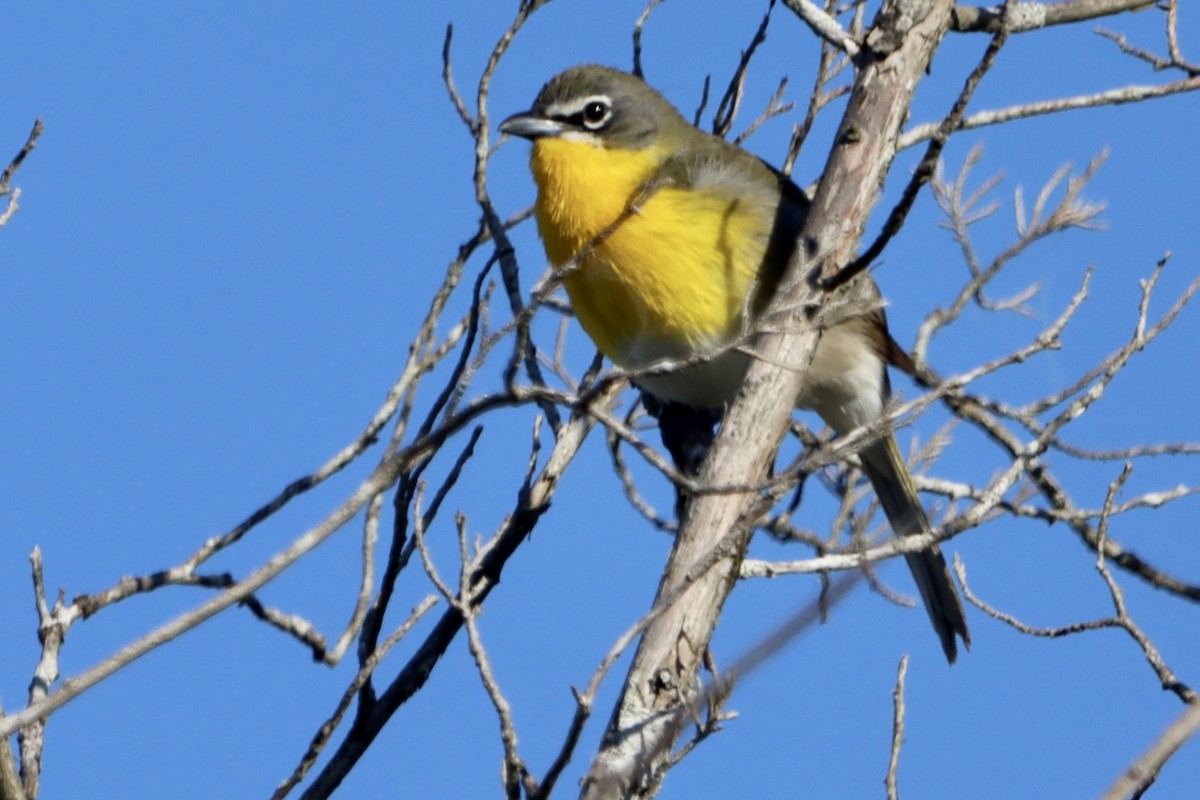 Yellow-breasted Chat - ML617926521