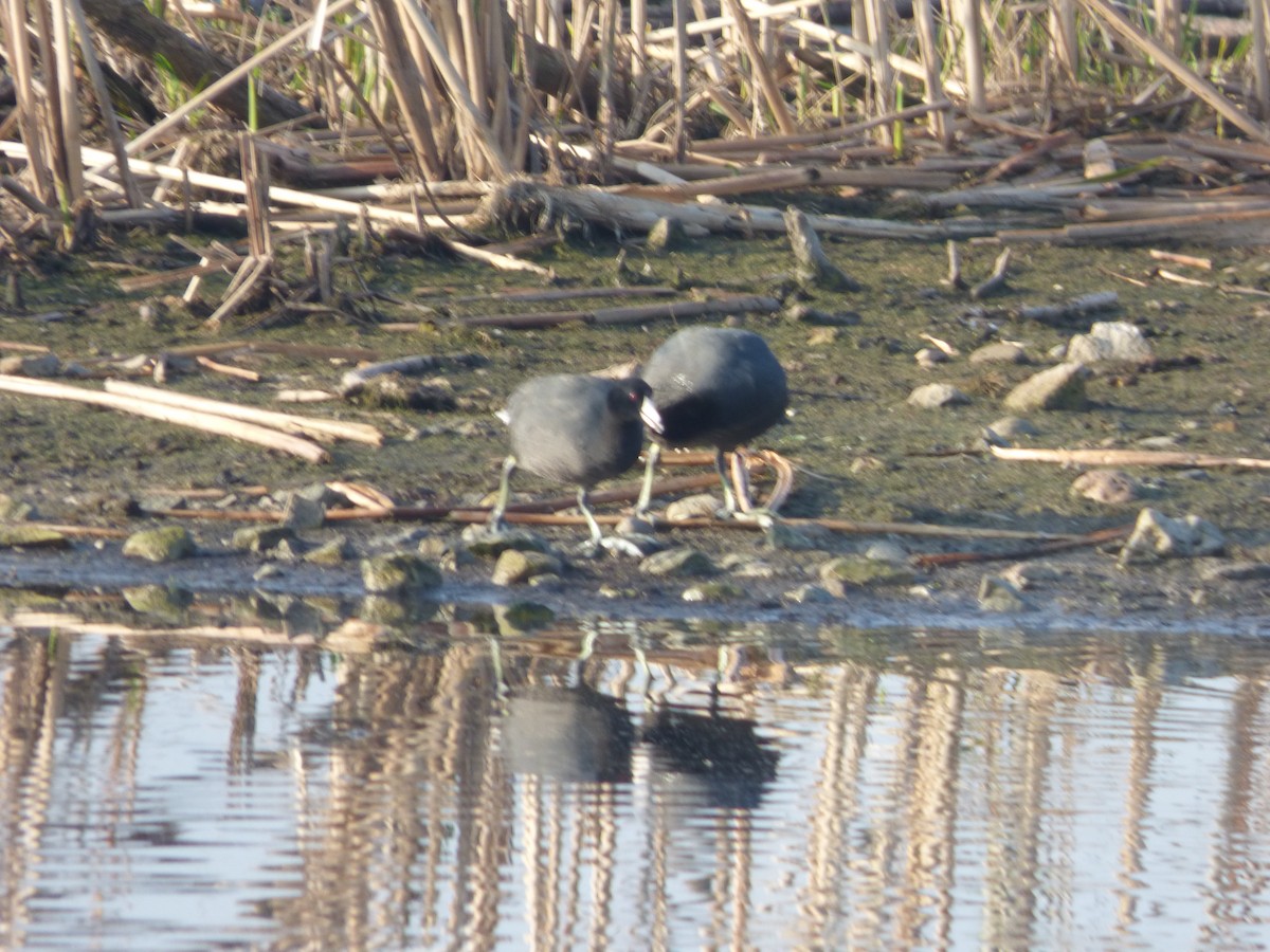 American Coot - Quinn F.