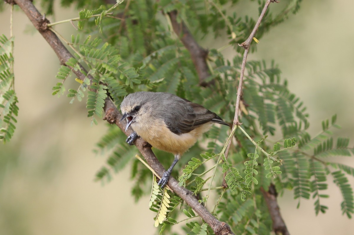 African Penduline-Tit (Buff-bellied) - ML617926544