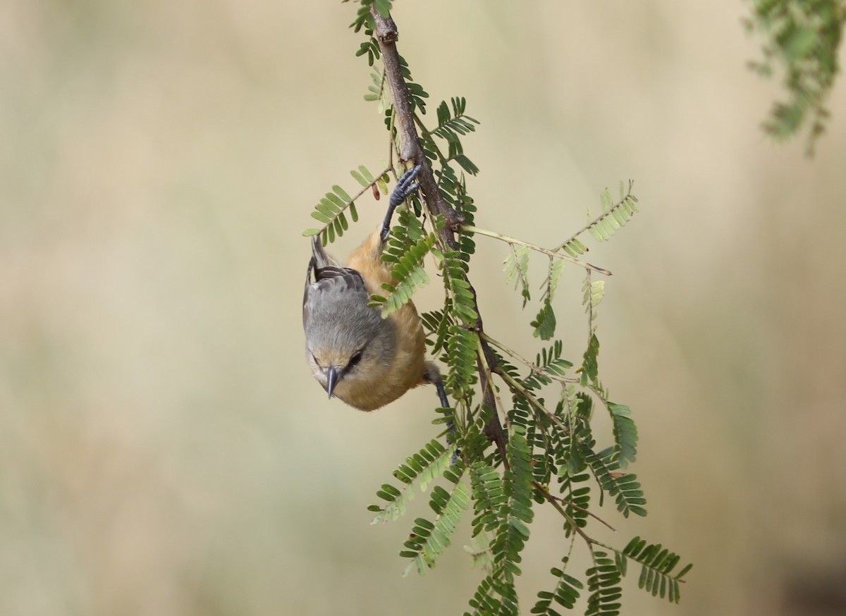 Pájaro Moscón Africano (sylviella/sharpei) - ML617926545