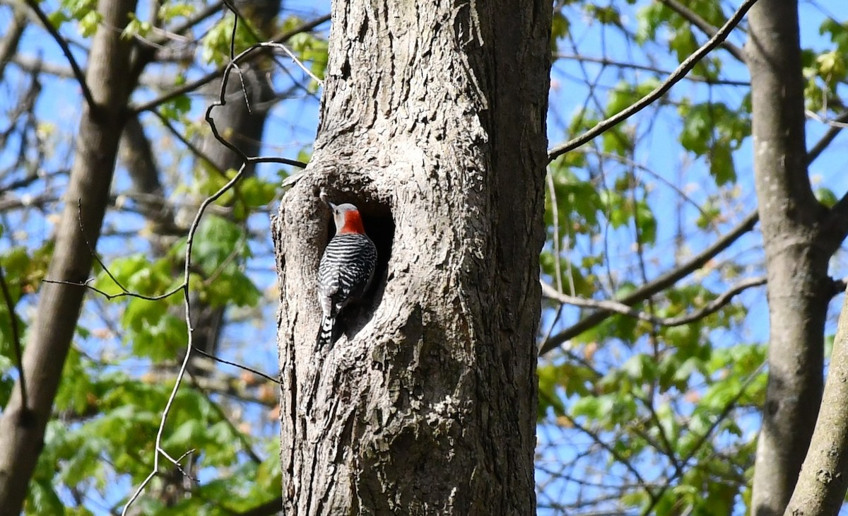Red-bellied Woodpecker - Brian Kenney