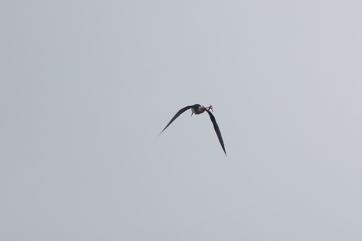 Black-winged Stilt - ML617926621