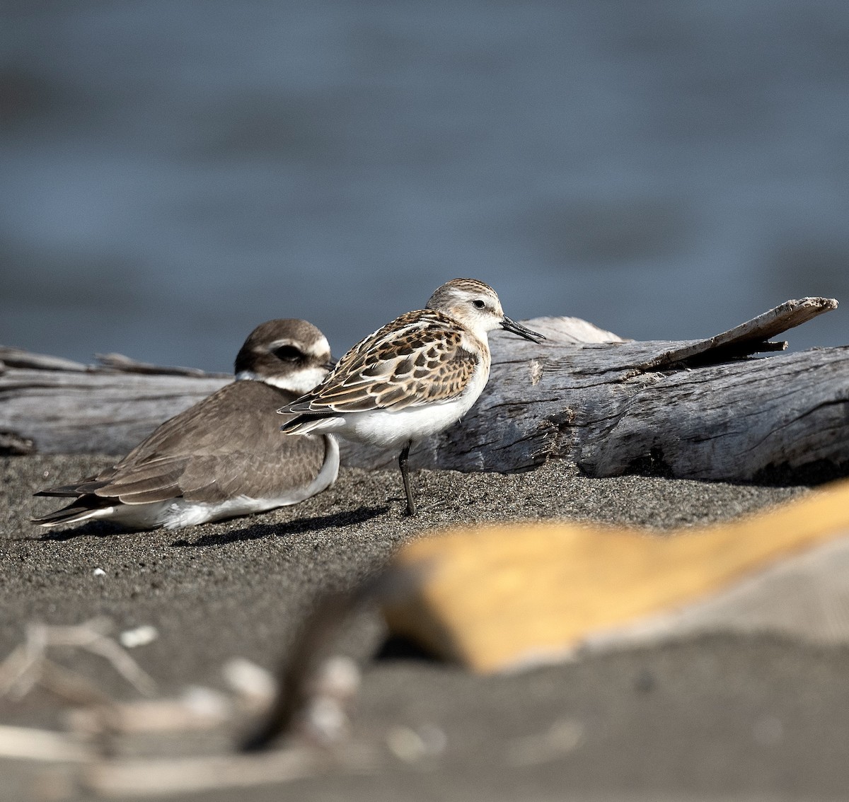 Little Stint - Anand ramesh