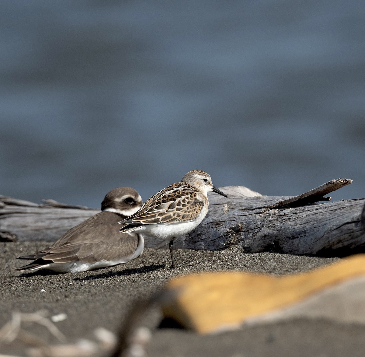 Little Stint - ML617926652