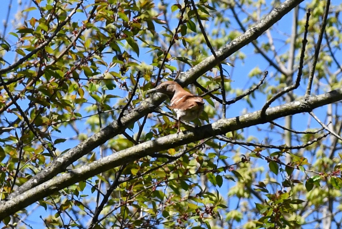 Brown Thrasher - ML617926667