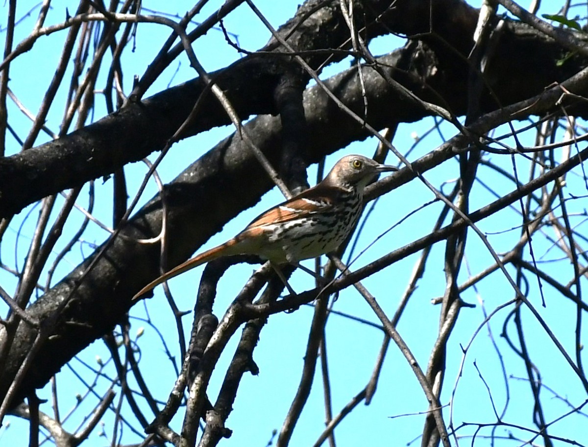 Brown Thrasher - ML617926671