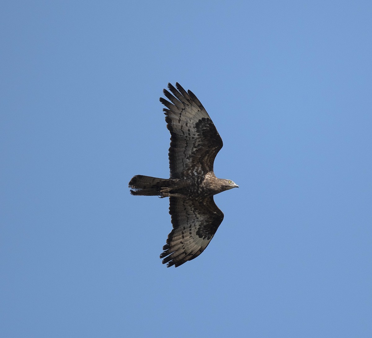 European Honey-buzzard - ML617926684