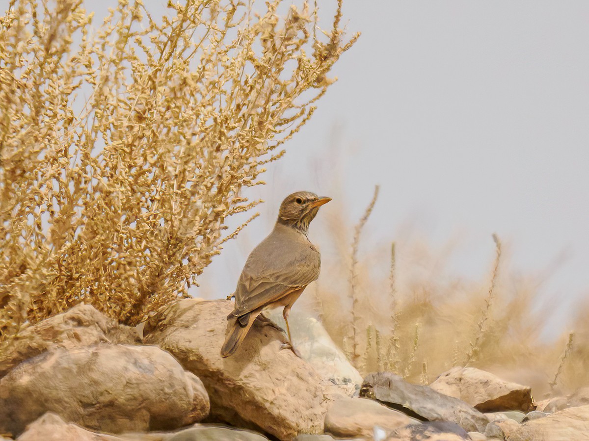 Desert Lark - Manuel Fernandez-Bermejo