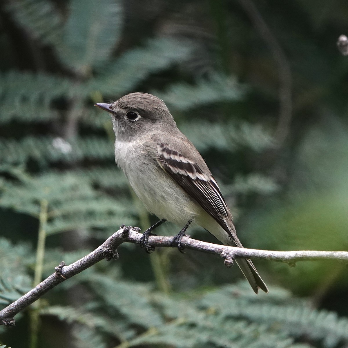 Moucherolle tchébec - ML617926722