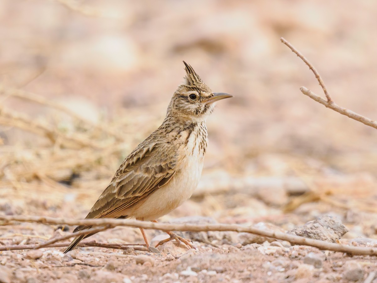 Crested Lark - Manuel Fernandez-Bermejo