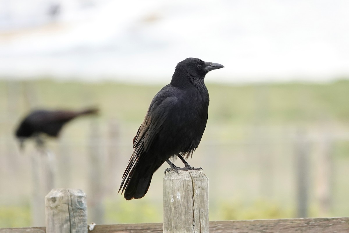 Carrion Crow - ML617926728