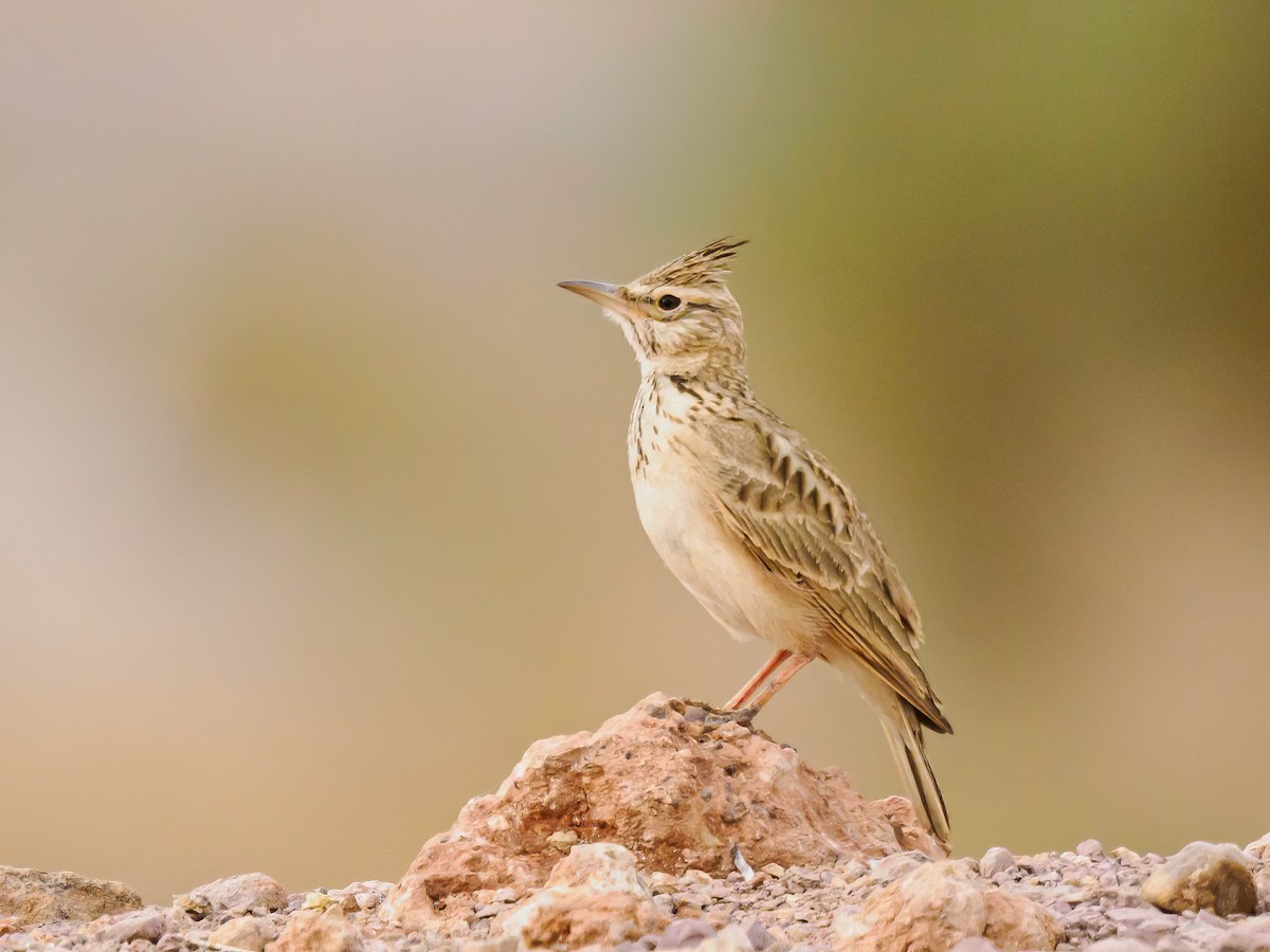 Crested Lark - Manuel Fernandez-Bermejo