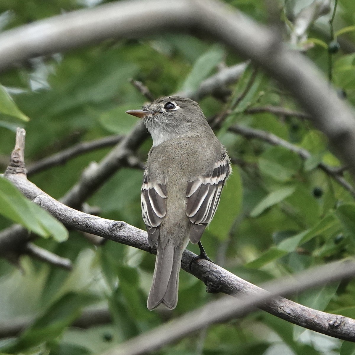 Moucherolle tchébec - ML617926732