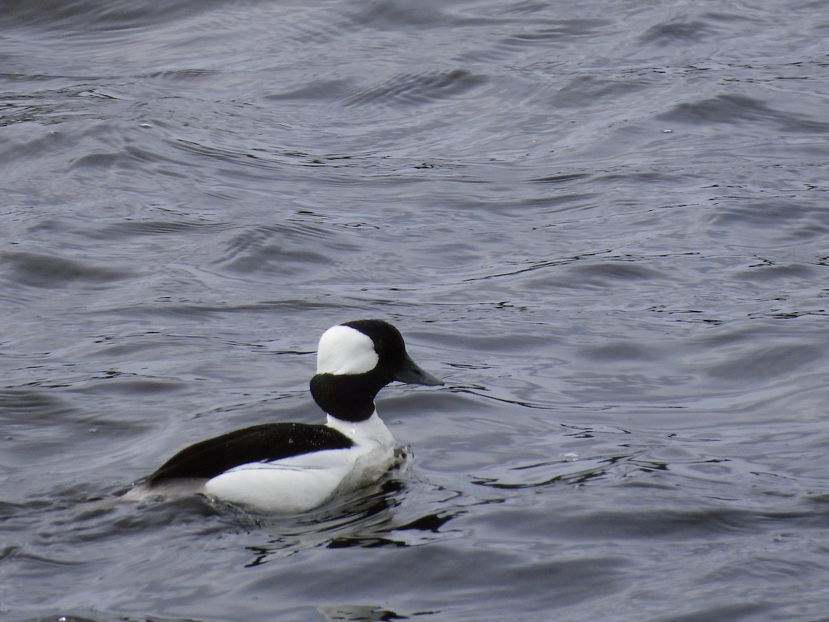 Bufflehead - ML617926736