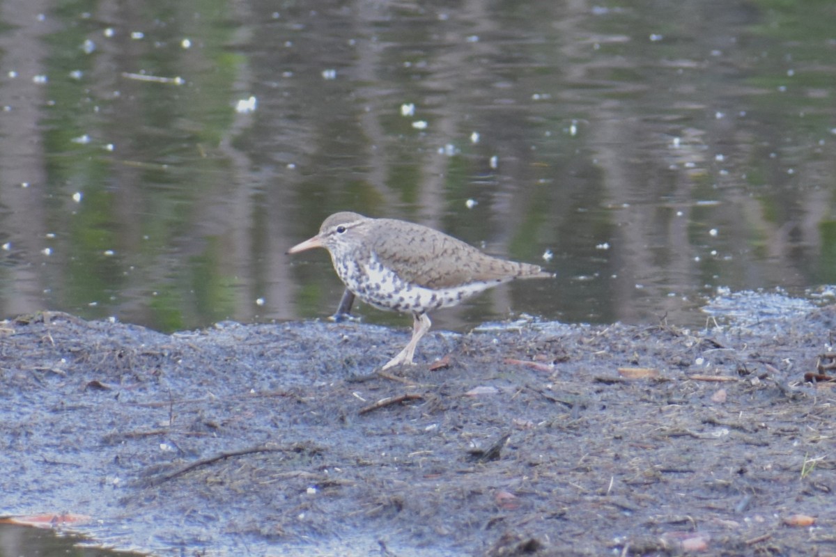 Spotted Sandpiper - Jeremy Braun