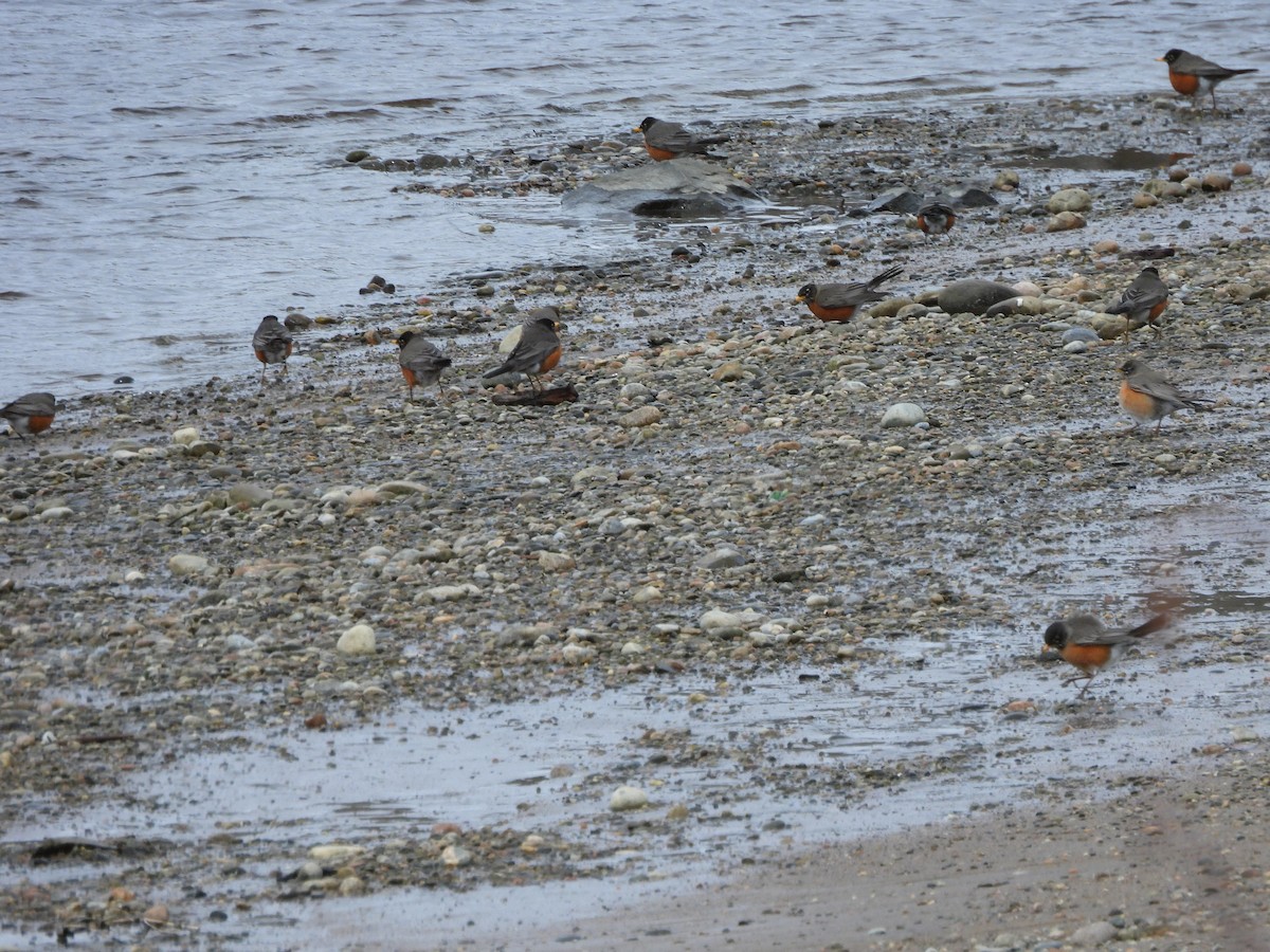 American Robin - ML617926762