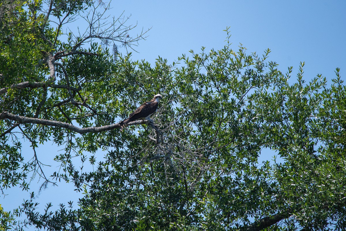 Osprey - ML617926766