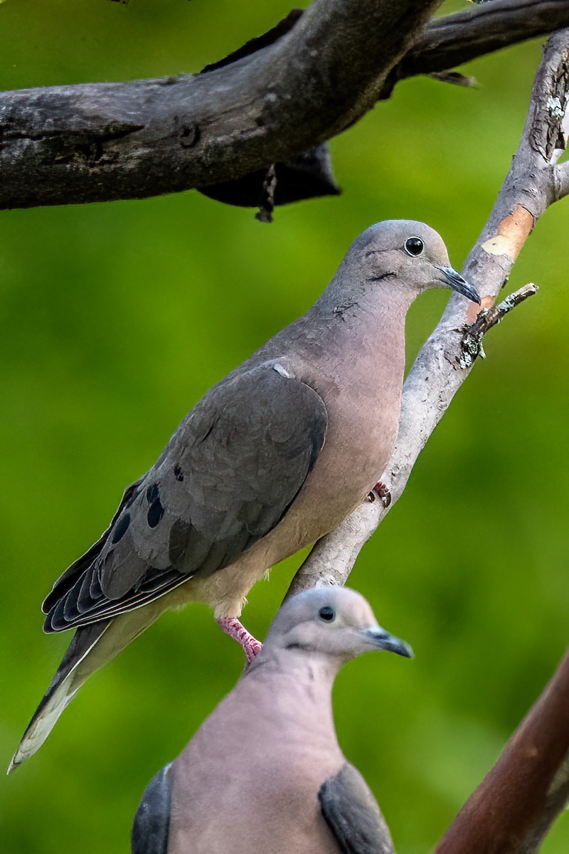 Eared Dove - ML617926831