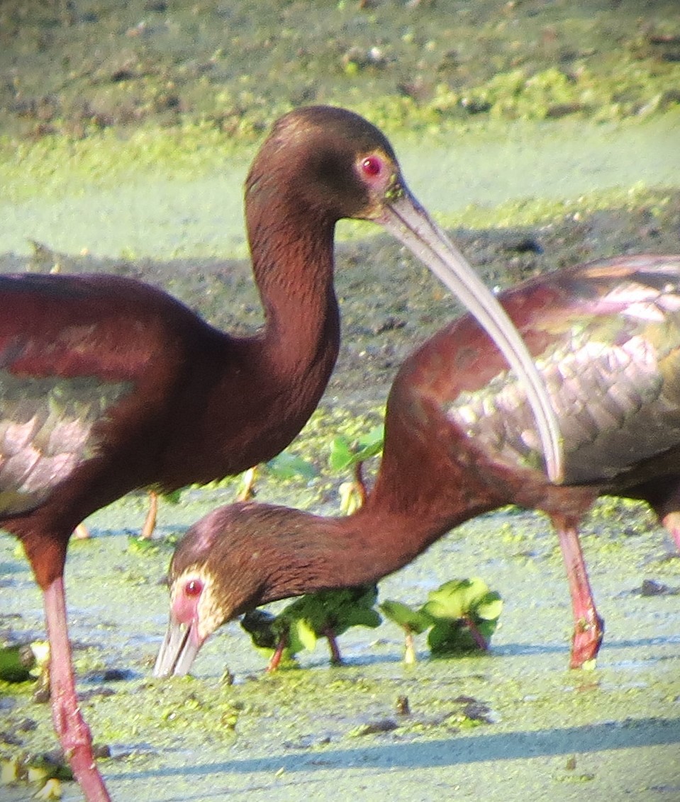 Ibis à face blanche - ML617926852