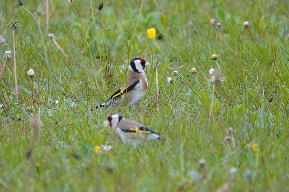 European Goldfinch - Ray Scally