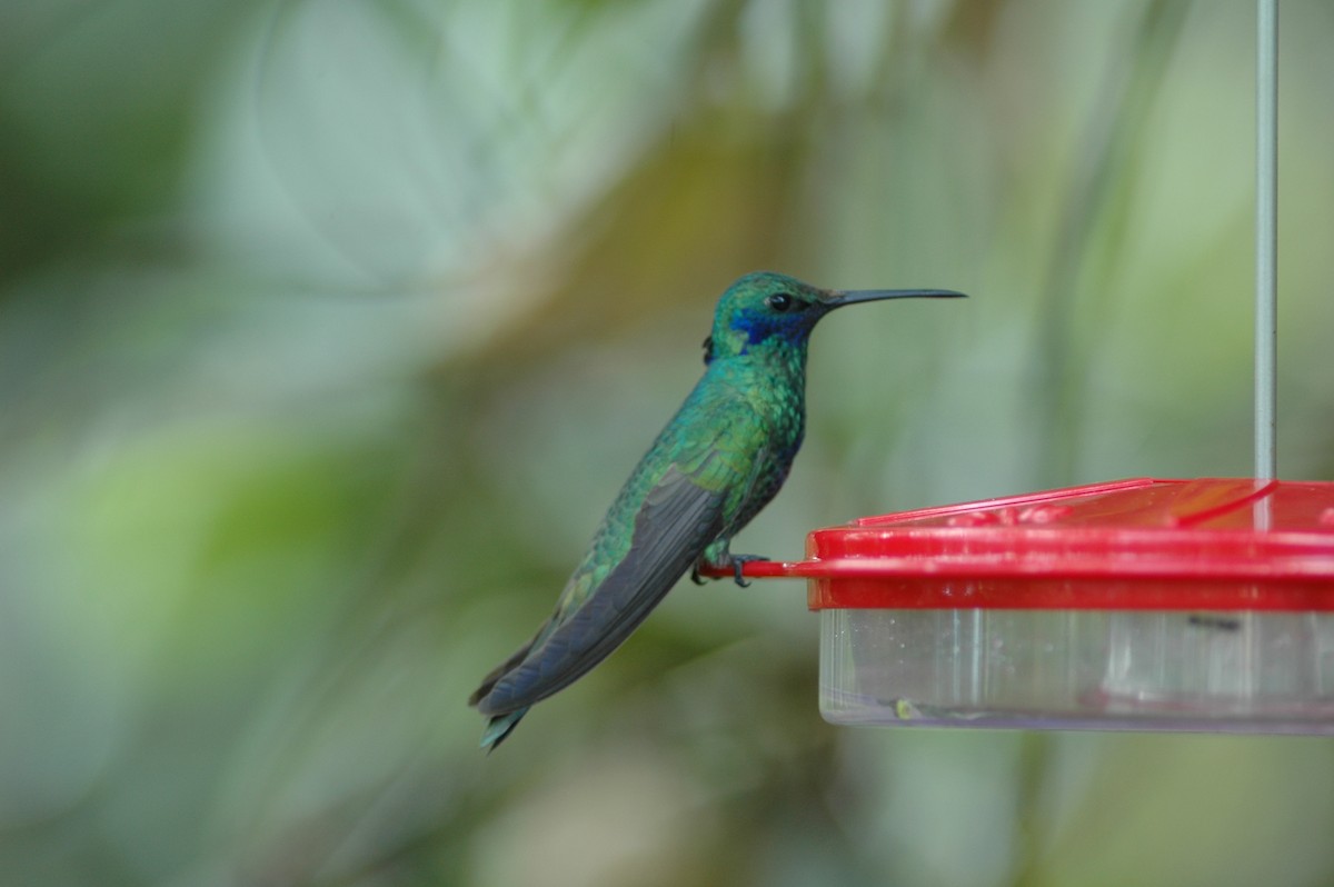 Colibrí Rutilante - ML617926933