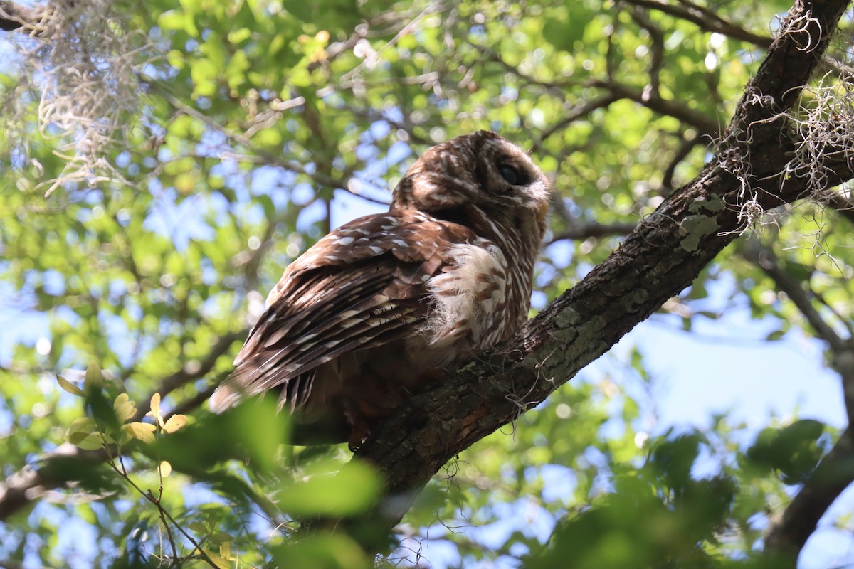 Barred Owl - Lloyd Davis