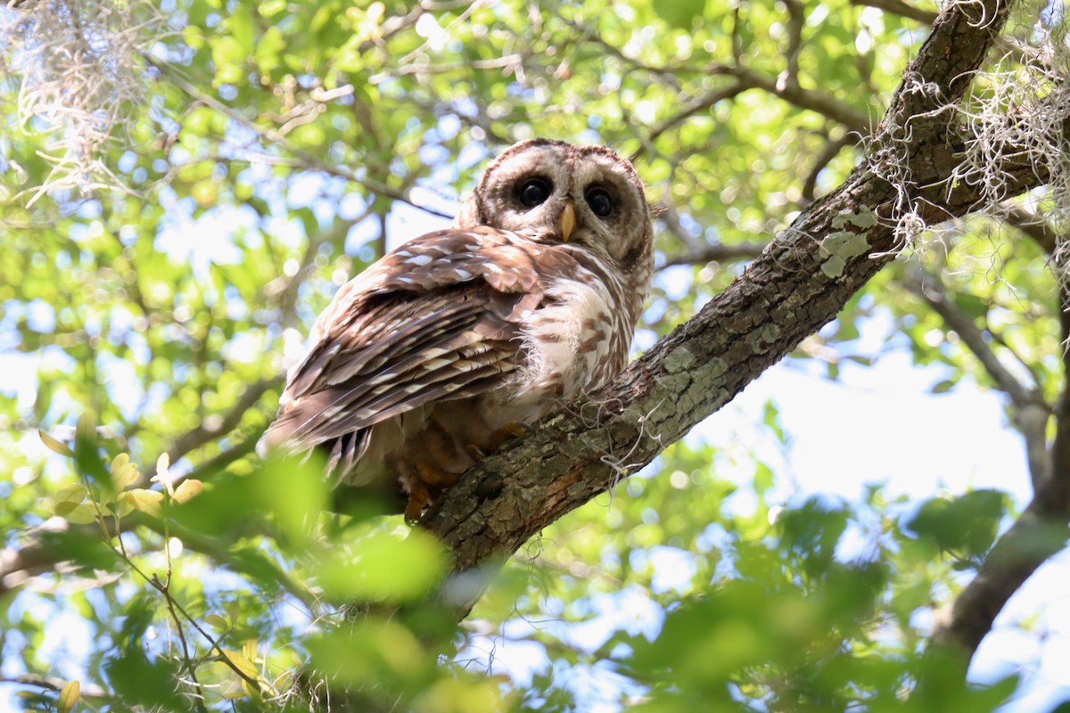 Barred Owl - Lloyd Davis