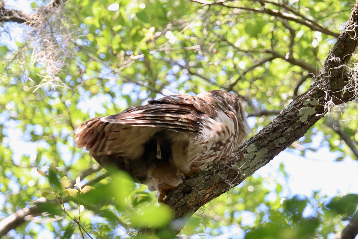 Barred Owl - ML617926948